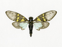 cicada