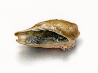 shell3